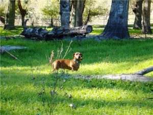How to train a Dachshund