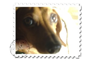 Dachshund-luke stamps