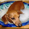 Dachshund owners at some point will want to give their Dachshund a bath however, Dachshunds are often scared of running or deep water so if you are bathing them in the bath don’t fill it up and expect them to enjoy a swim. 

