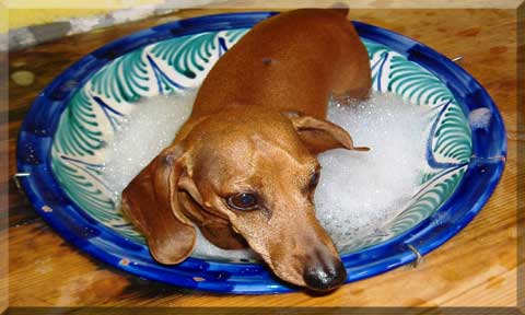 Dachshund owners at some point will want to give their Dachshund a bath however, Dachshunds are often scared of running or deep water so if you are bathing them in the bath don’t fill it up and expect them to enjoy a swim. 

