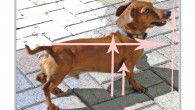 How to Measure your Dachshund - For a Crate. It is very important to measure your Dachshund carefully to ensure you are purchasing the correct size crate. This can be a little confusing – here are step-by step instructions on how to measure your Dachshund for a crate that will comply with airline rules. 
