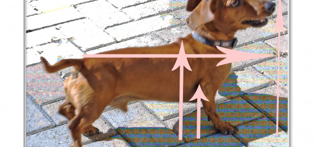 How to Measure your Dachshund - For a Crate. It is very important to measure your Dachshund carefully to ensure you are purchasing the correct size crate. This can be a little confusing – here are step-by step instructions on how to measure your Dachshund for a crate that will comply with airline rules. 