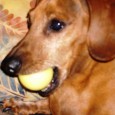 Find out how to care for your Dachshund. Dachshund Care and Grooming is reasonable easy. Dachshund coats can simply be wiped down with a warm wet cloth, so due to their small size, the time involved is minimal. Even the longhaired variety just needs regular brushing and de-knotting. 