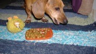 Are you aware that the dog food we are feeding our Dachshunds can cause sickness and allergies? After the big pet food recall I think we have all become a little more aware about the dog food we are feeding our Dachshunds and that it may not always be as safe as it should be. 

