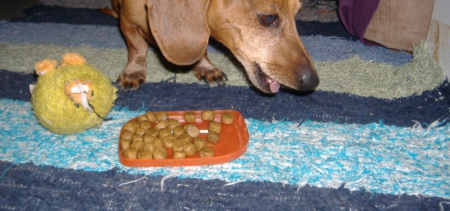 Are you aware that the dog food we are feeding our Dachshunds can cause sickness and allergies? After the big pet food recall I think we have all become a little more aware about the dog food we are feeding our Dachshunds and that it may not always be as safe as it should be. 

