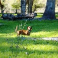 Before you begin training your Dachshund, it is absolutely essential that you build a loving bond with him. Tips on how they learn and how to train a Dachshund.