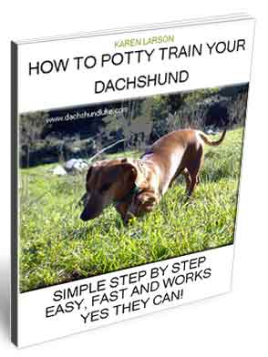 How To Potty Train A Dachshund