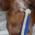 It can be hard to potty train an older Dachshund. If you have so far failed to housebreak your older Dachshund, please do not  despair - Read this now and learn how we do it.