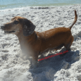 Video Dachshund Luke Swimming At The Beach Funny video showing little mini Dachshund Luke swimming in the ocean. Dachshund Luke may be a 12 year old Dachshund but he can still […]