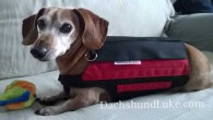 WiggleLess Dog Back Brace Review I have just found out about the WiggleLess Back Brace for dogs. Dachshunds are prone to bad backs so something that can help with IVDD […]