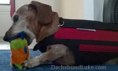 dachshund wearing back brace picture