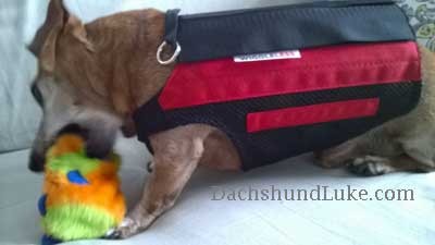 wiggle less back brace on a dachshund